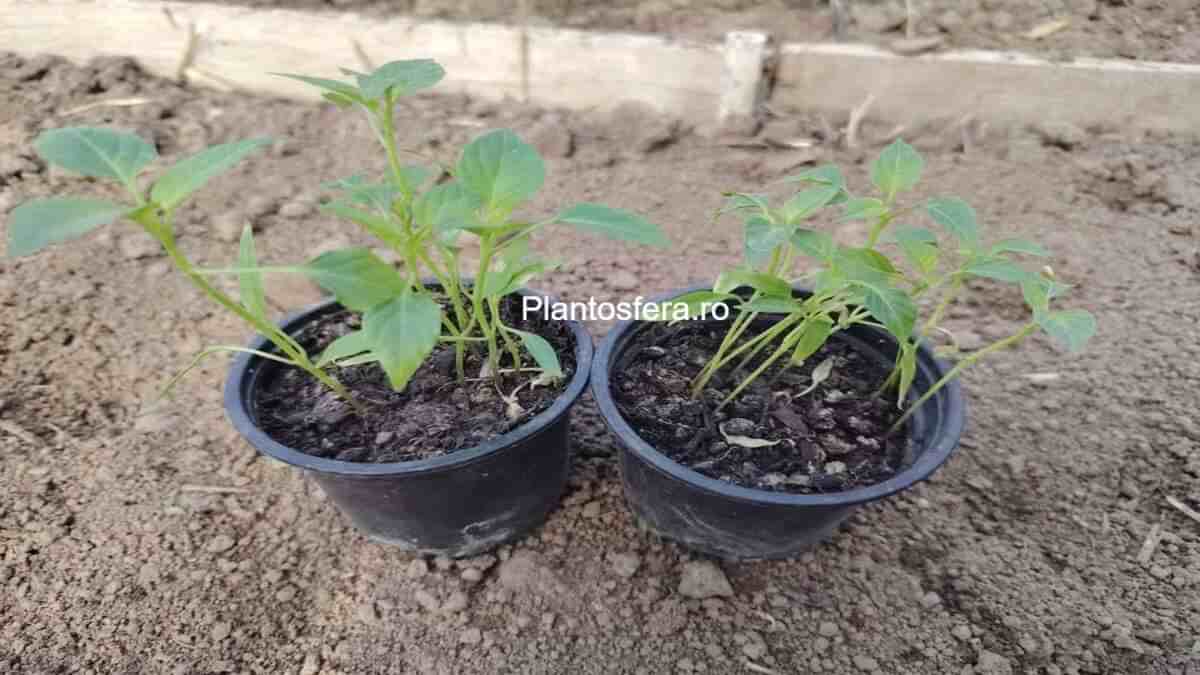 Răsaduri tinere de ardei iute cu tulpini verzi și viguroase, crescute în glastre de plastic pe pervazul ferestrei