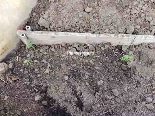 Răsaduri de ardei iute în pahare de plastic pe pervazul ferestrei.