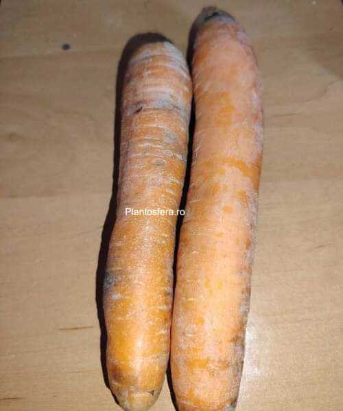 Detaliu cu semințe mici de morcov repartizate uniform în palma unui grădinar înainte de plantare.