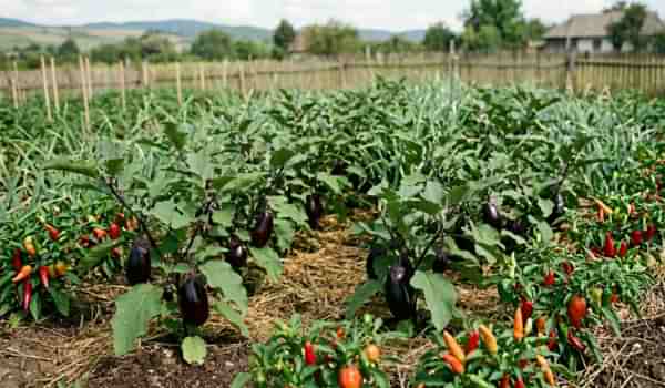 Răsaduri mari de ardei iute care înconjoară cultura de vinete pentru a respinge melcii și limacșii.