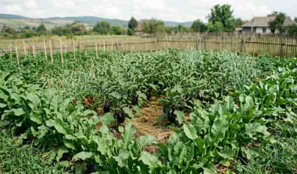 Comparație vizuală între frunze de cartof și vinete, ambele atacate de gândacul de Colorado.