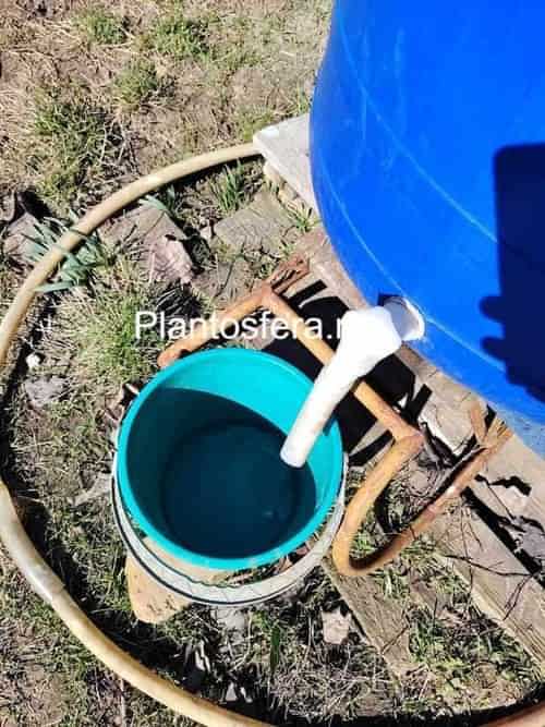 Un grădinar care umple o stropitoare dintr-un butoi albastru prevăzut cu un capac detașabil. Imaginea evidențiază simplitatea și eficiența metodei pentru îngrijirea plantelor sensibile la clor.