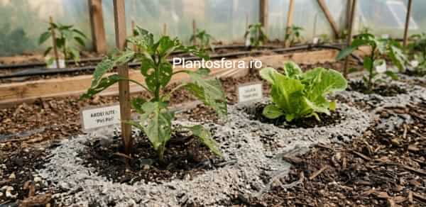 Cenușă de lemn în jurul plantelor