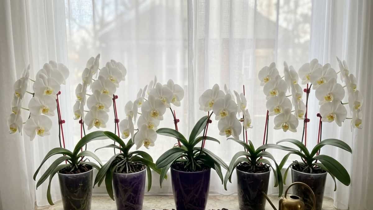 Imagine de aproape cu o orhidee așezată lângă o fereastră luminoasă, cu frunze verzi-strălucitoare care indică o expunere corectă la lumină.