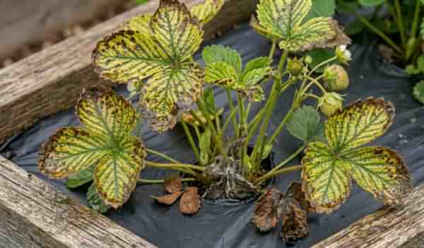 Plante de căpșun ofilite și îngălbenite din cauza excesului de apă sub folie.