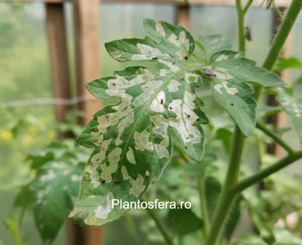 Frunză de tomate atacată de Tuta absoluta, prezentând galerii transparente (mine) și excremente negre lăsate de larve în interiorul țesutului.
