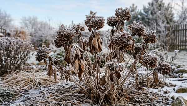 Muguri de hortensie înnegriți și uscați după un îngheț târziu de primăvară pe lemn vechi.