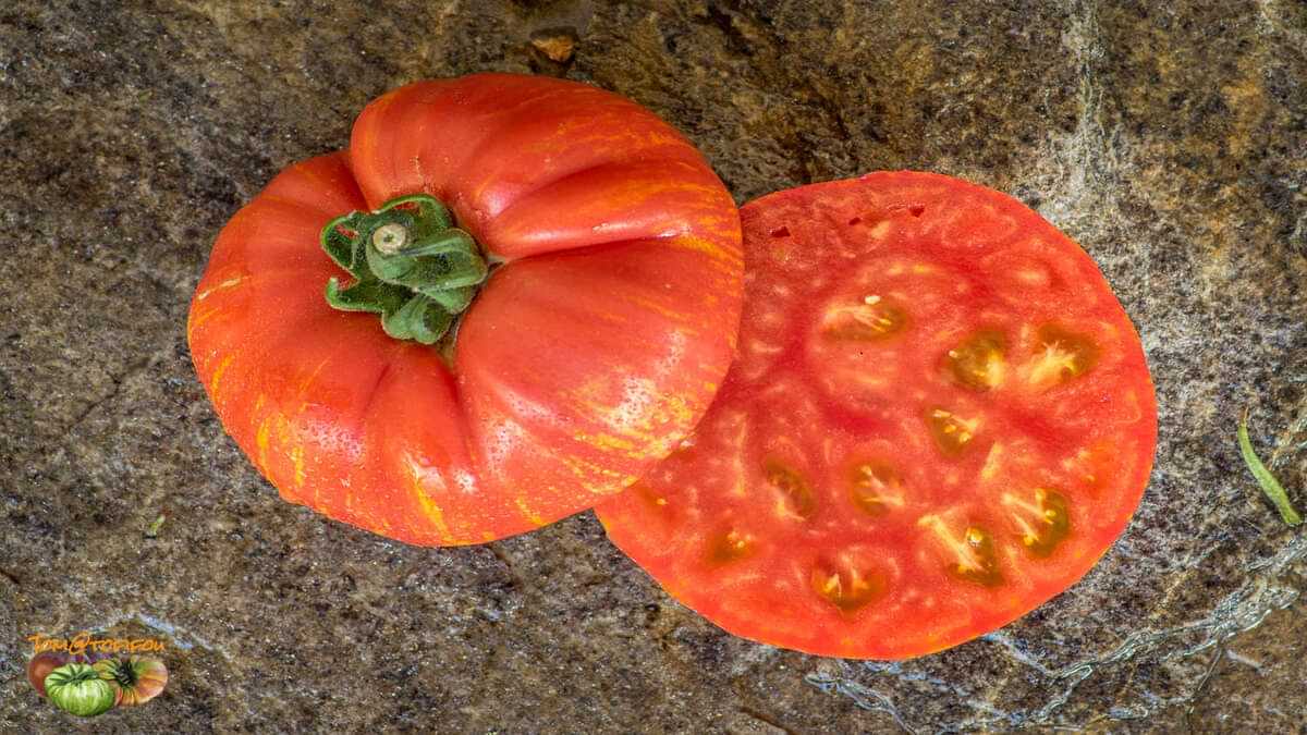 Secțiune printr-o roșie gigant Lacrima Fecioarei, evidențiind pulpa extrem de cărnoasă, densă și suculentă, cu puține semințe și o coajă foarte subțire, specifică soiurilor tradiționale