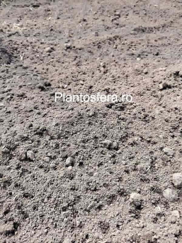 Strat uniform de compost negru, bogat în nutrienți, întins peste pământul din solar înainte de plantare