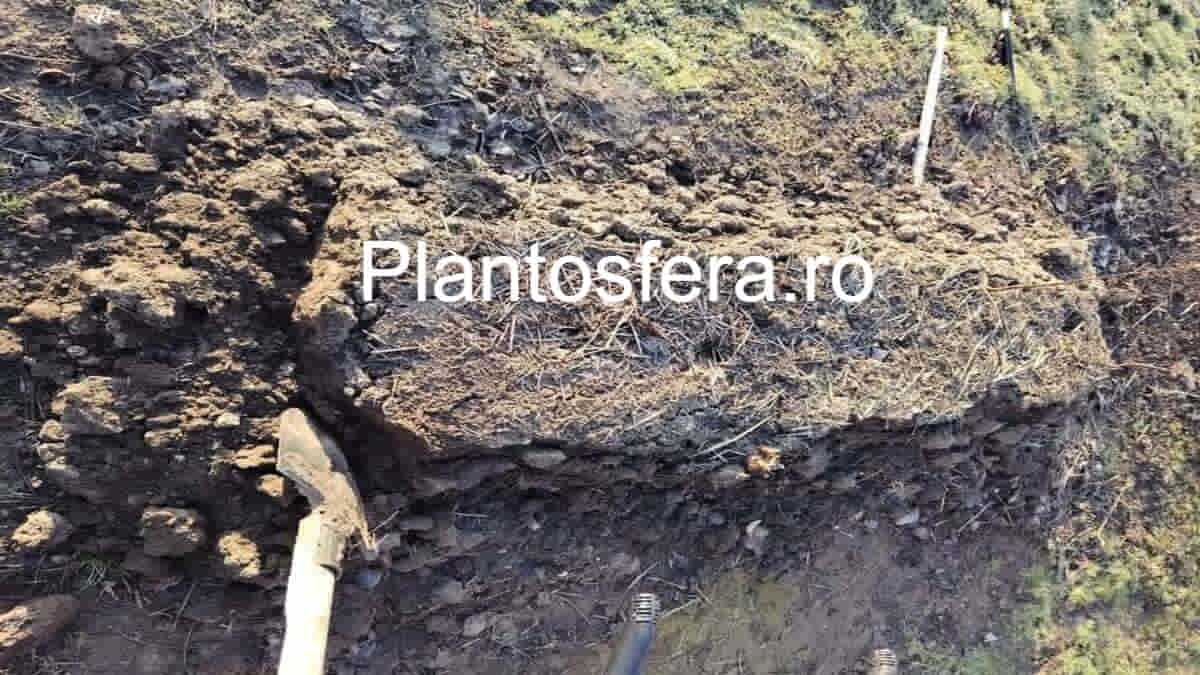 Prim-plan cu textura unui compost matur, de culoare închisă, plin de râme, indicând un îngrășământ organic de calitate