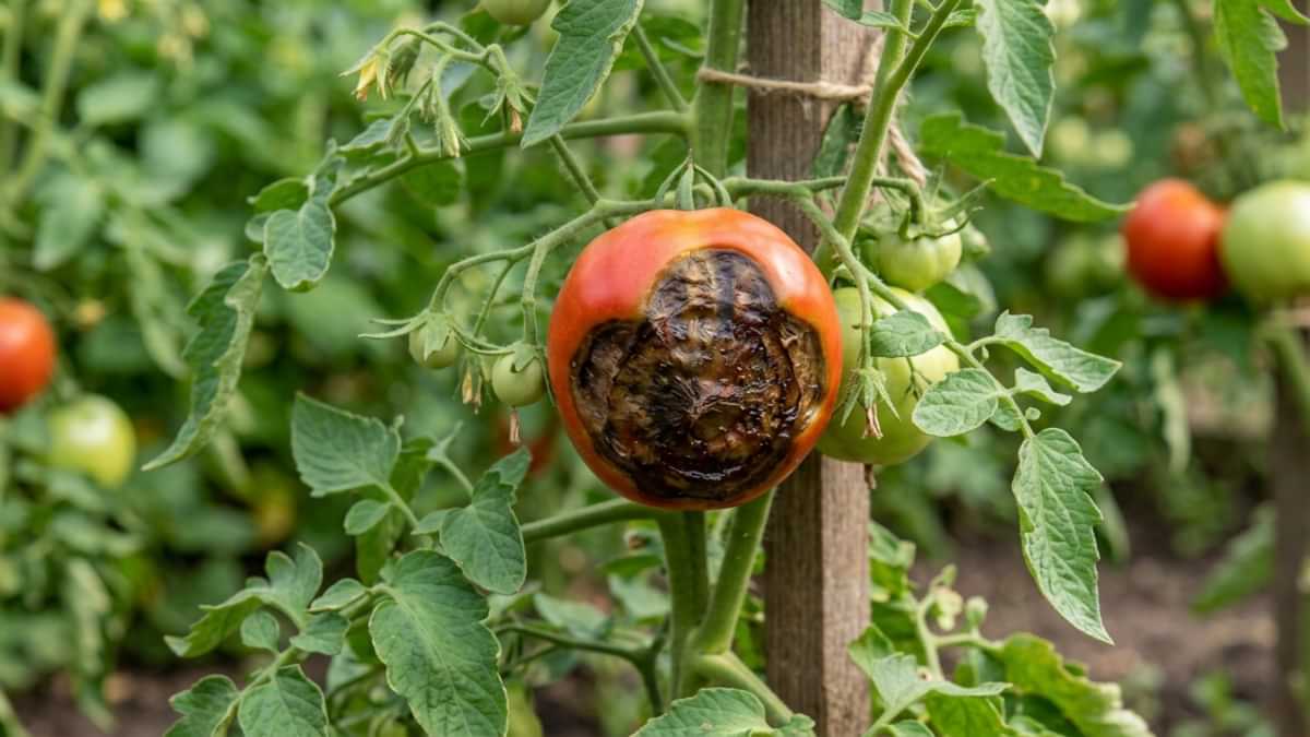 Rosie afectata de putregai apical cu pata neagra inestetica in partea de jos a fructului