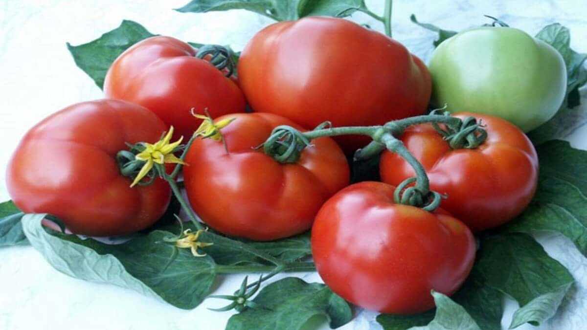 Ciorchine de roșii Paris F1 coapte, cu fructe rotunde și uniforme, cultivate în solar.