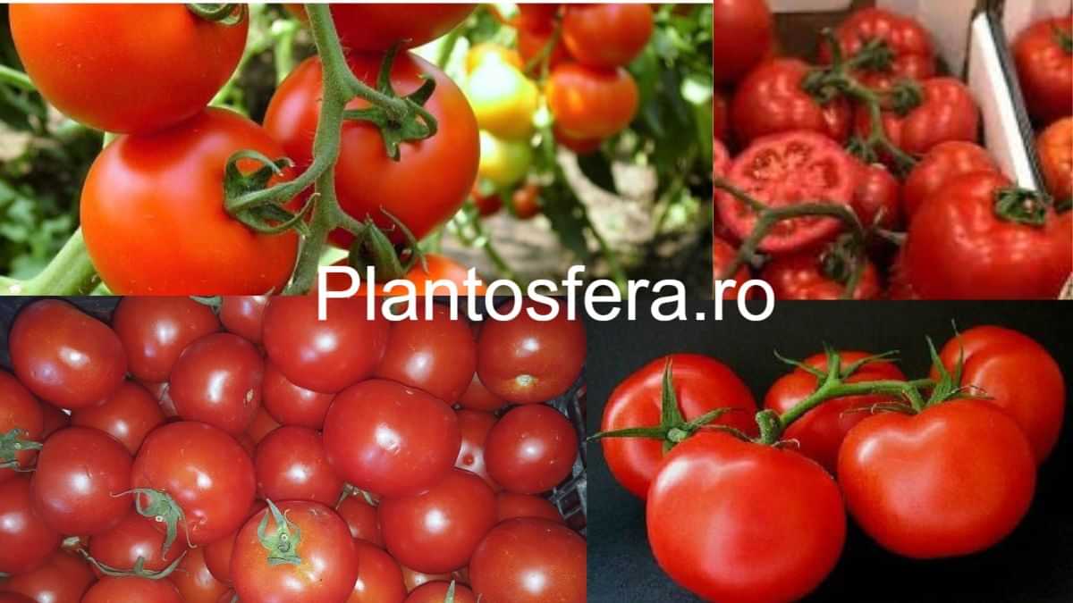 O imagine de aproape care surprinde etajele generoase de fructificare, cu 6-8 roșii uniforme pe ciorchine, demonstrând capacitatea hibridului de a lega rod chiar și în condiții de căldură excesivă.