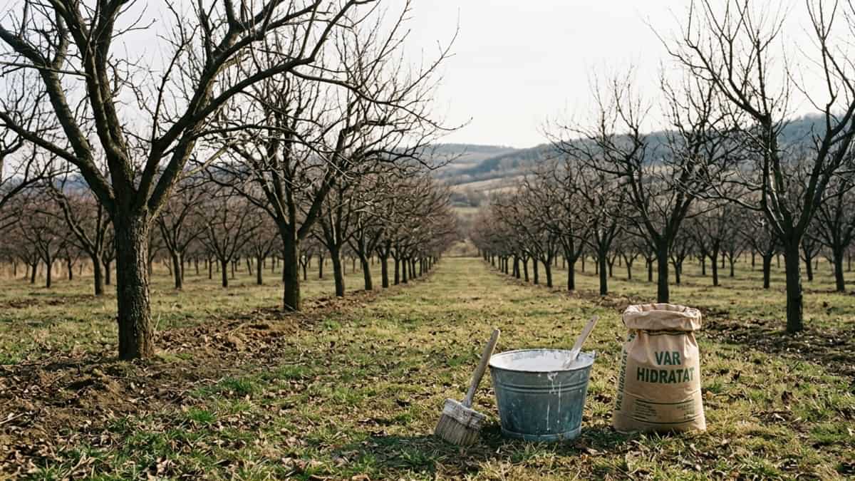 Prepararea soluției de var cu piatră vânătă și sare într-o găleată pentru văruirea pomilor